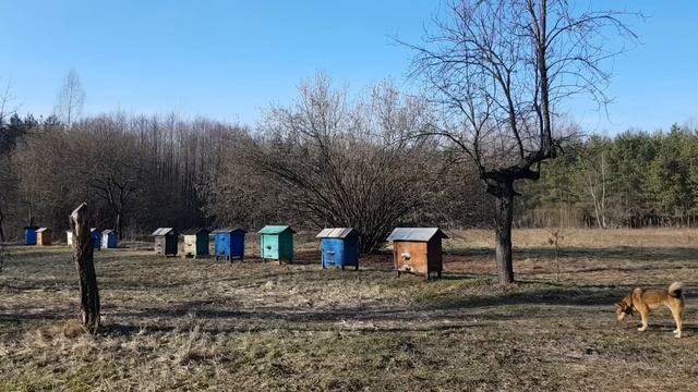 У КАБАНА ПАНТАЛОНА С ЧЕРНИЧНОГО ХУТОРА ПОЯВИЛАСЬ ТЁЩА. НОВАЯ ЭЛЕКТРОПРОВОДКА НА ХУТОРЕ.