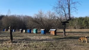 У КАБАНА ПАНТАЛОНА С ЧЕРНИЧНОГО ХУТОРА ПОЯВИЛАСЬ ТЁЩА. НОВАЯ ЭЛЕКТРОПРОВОДКА НА ХУТОРЕ.