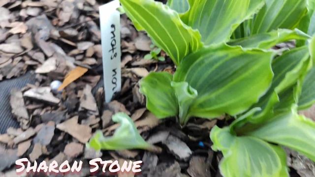 ПРОБУЖДЕНИЕ!!!!Один из самых неповторимых коллекционных сортов Sharon Stone.#hosta#sharon#stone# смотреть онлайн