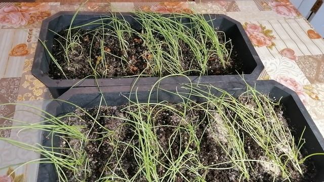 Как вырастить рассаду лука, которая не вытягивается? 3 секрета крепких всходов смотреть онлайн