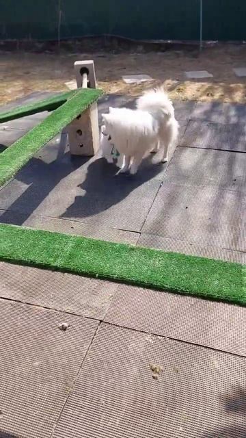 шпиц щенок японского шпица питомник Цунени катцу #шпиц #dog #японскийшпиц #puppy #приколы