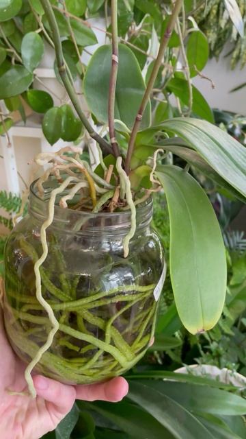 Полив Орхидеи фаленопсис