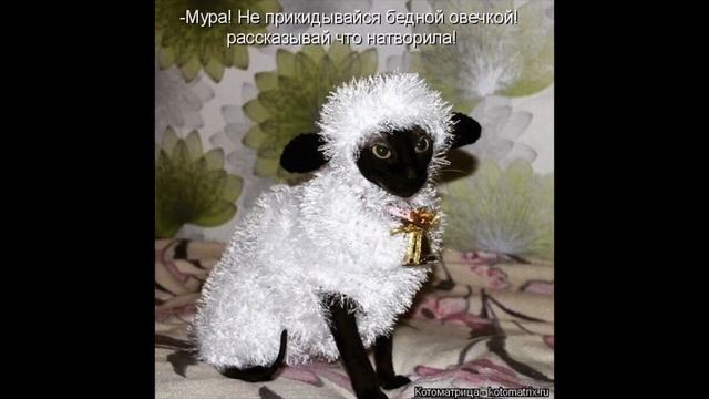 Прикольные котики !! Смотри какие смешные смотреть онлайн