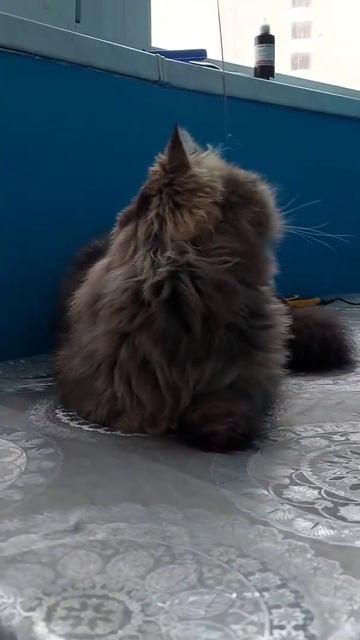 персидский кот до стрижки и после стрижки!стрижка под льва🦁🦁🦁