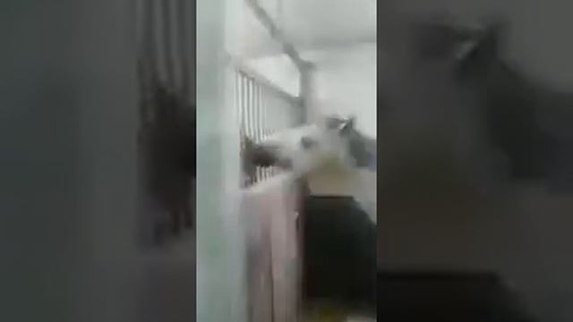 Аллах наделяет пропитанием лошадь смотреть онлайн