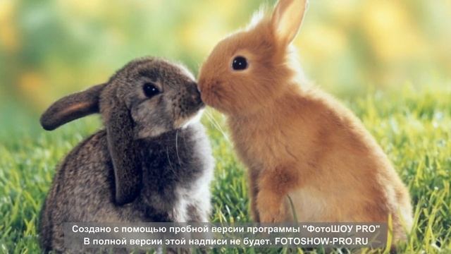 КОШКИ 2021 Смешные коты приколы с котами до слез – Смешные кошки 2021– Funny Cats смотреть онлайн