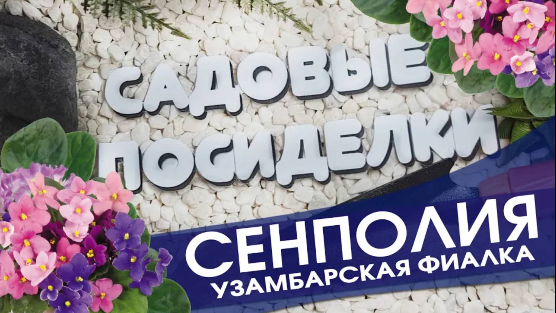 Фиалка Узамбарская (Сенполия) - секреты ухода и выращивания. Омоложение старой фиалки.