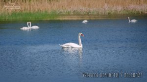 Лебединая верность ! Фотографии природы от Евгения Скрипника