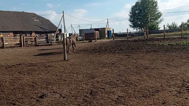 Жеребец полюбил Ляльку