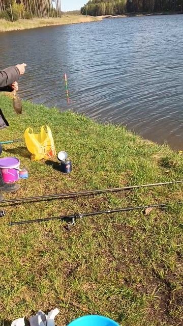 РЫБАЛКА НА КАРПА клюёт мелочь