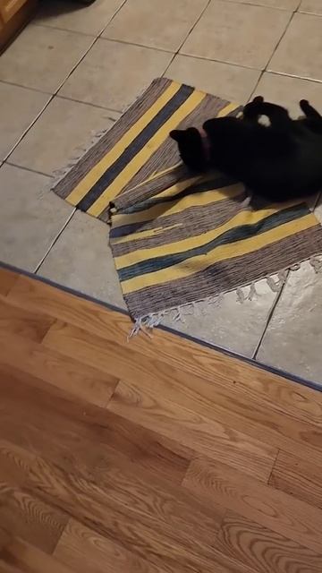 Timon And Pumba !)))))) #humor #cat #memes #funny