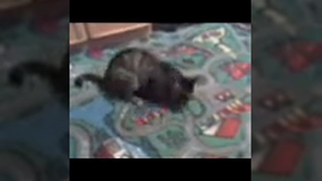 прикол кот призрак смотреть онлайн