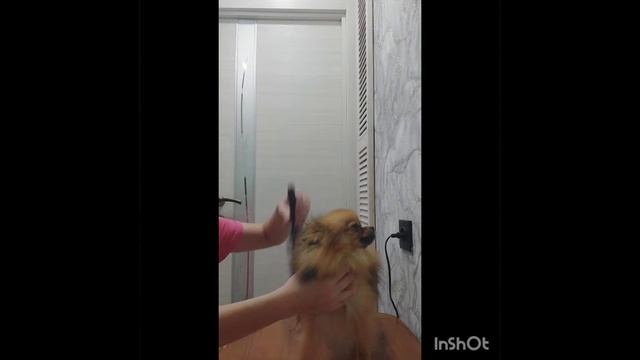 уход за шерстью шпица