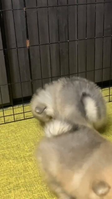 Мохнатики 😍#шпиц #померанскийшпиц #pomeranian #youtubeshorts #youtube смотреть онлайн