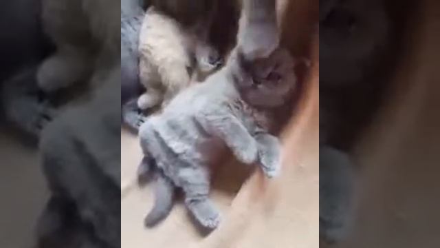 Кошеня смотреть онлайн