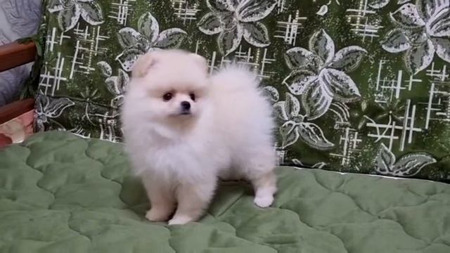 Кремовая девочка померанка смотреть онлайн