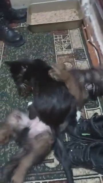 СМОТРЕТЬ ДО КОНЦА#коты и собаки#приколы#смешные животные#ПРИКОЛЫ С ЖИВОТНЫМИ#shorts смотреть онлайн