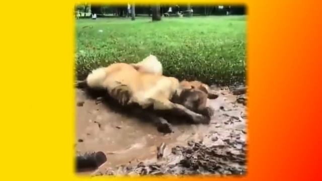 Смешные животные Позитив Создай себе хорошее настроение смотреть онлайн