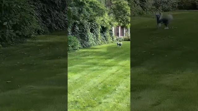 Доброе утро🌷 про живую изгородь смотреть онлайн