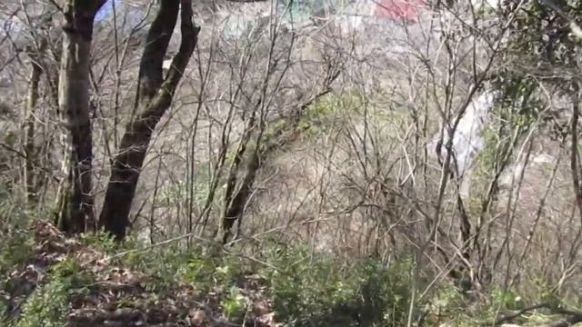 Лес. 31 марта смотреть онлайн