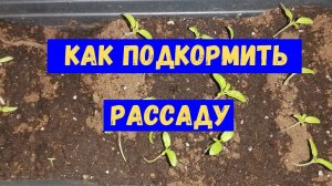 Янтарная кислота для рассады