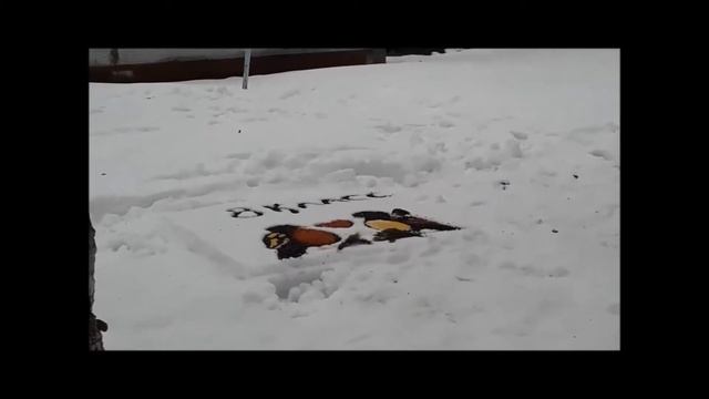 Эко фестиваль смотреть онлайн