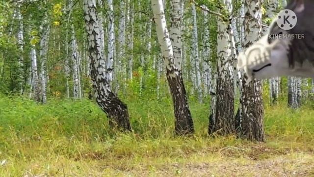 wcmv 😔 Кукушка 😔🦅 Wildcraft ^ клип ^ Битва за Севастополь ✊ смотреть онлайн