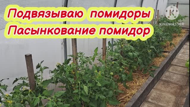 Пасынкование помидор. Подвязываю помидоры в  теплице.
