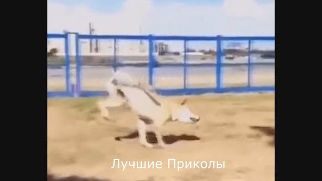 Подборка ПРИКОЛОВ 2016 Смешное видео # 8 смотреть онлайн