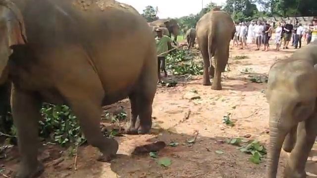 Слоны в питомнике Пиннавелла смотреть онлайн