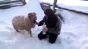 Пьяный баран