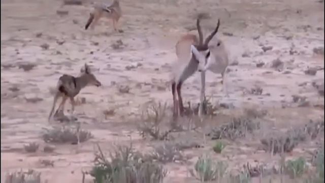 Циничность шакала_The Cynicism Of The Jackal