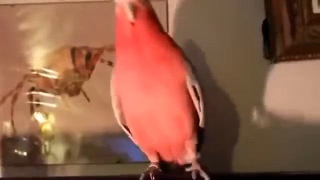 Смешное интересное видео ПОПУГАЙ смешно танцует смотреть онлайн