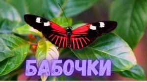 Бабочки. Самые красивые насекомые. Факты о бабочках