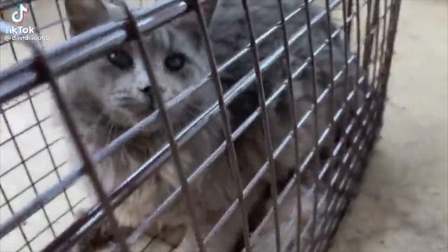 СМЕШНЫЕ видео и ПРИКОЛЫ с животными [Колбаса-Media] март 2021 смотреть онлайн