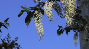 " Белая черёмуха белою ... "  Музыкальная шкатулка