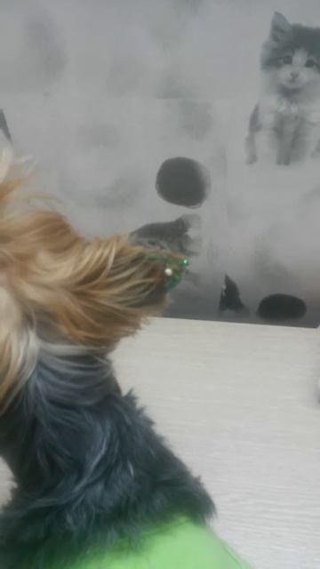 Блестящие ушки со стразами