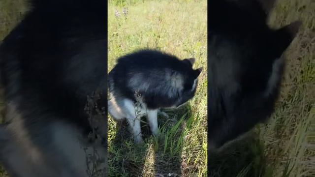 Хаски - Урал на прогулке