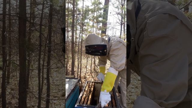 Ревизия пчёл весной. смотреть онлайн