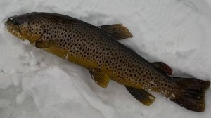 МАЙСКАЯ ЗИМНЯЯ РЫБАЛКА