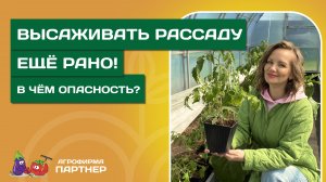 ПОЧЕМУ НЕЛЬЗЯ СПЕШИТЬ С ВЫСАДКОЙ РАССАДЫ?