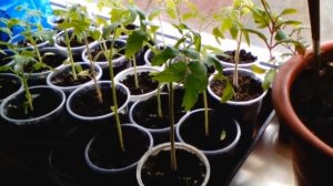 Результат обработки рассады томатов препаратом "АТЛЕТ". Разница через неделю.