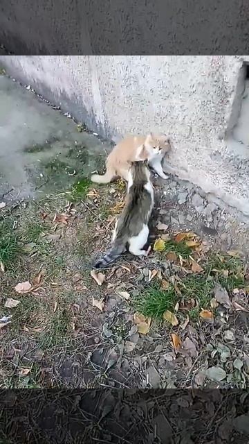 Коты в драке! Замедленный режим
