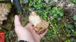 Собираем весенние грибы!