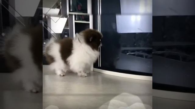 померанец. щен б  к  Эстэр