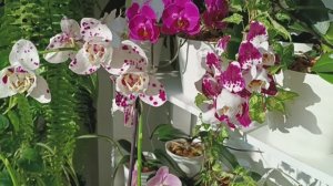 СРАВНЕНИЕ Марракеш ПЕЛОР и Марракеш ТРИЛИПС ✨ Любуюсь цветением орхидеек 💗💖💕