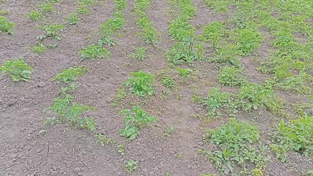 Заделка сидератов. Как правильно заделать сидераты в почву