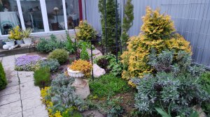 Новые покупки и изменения в моём южном саду 28.04.2025 г. Пятигорск, зона 6.