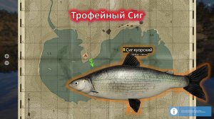 Русская рыбалка 4-Сиг куорский троф