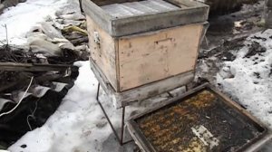 работы с пчелами в марте